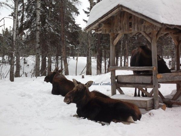 L'Orignal ... l'animal le plus imposant d'Amérique du Nord
